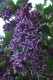 3664?width=100&height=80&name=syringa-vu