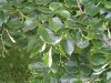 3667?width=100&height=80&name=tilia-x-eu