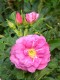 367?width=100&height=80&name=rosa-maija-