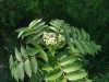 3680?width=100&height=80&name=sorbus-dec