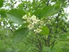 3681?width=100&height=80&name=sorbus-dev