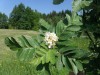 3683?width=100&height=80&name=sorbus-hyb