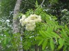 3686?width=100&height=80&name=sorbus-poh