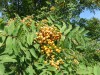 3688?width=100&height=80&name=sorbus-sib