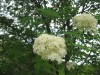 3690?width=100&height=80&name=sorbus-wil