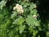 3691?width=100&height=80&name=sorbus-x-m