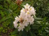 3693?width=100&height=80&name=rhododendr