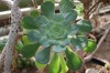 3694?width=100&height=80&name=aeonium-go