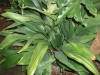 3697?width=100&height=80&name=aspidistra