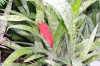 3699?width=100&height=80&name=billbergia