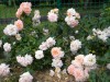 369?width=100&height=80&name=rosa-morgen