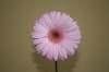 36?width=100&height=80&name=gerbera-jame