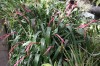 3700?width=100&height=80&name=billbergia