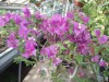 3701?width=100&height=80&name=bougainvil