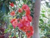 3702?width=100&height=80&name=bougainvil