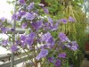 3705?width=100&height=80&name=brunfelsia