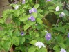 3706?width=100&height=80&name=brunfelsia