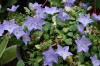 3710?width=100&height=80&name=campanula-