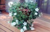 3711?width=100&height=80&name=campanula-