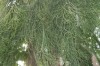 3712?width=100&height=80&name=casuarina-