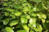 3723?width=100&height=80&name=coprosma-b