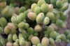 3725?width=100&height=80&name=cotyledon-