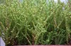 3728?width=100&height=80&name=crassula-l