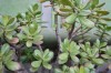 3732?width=100&height=80&name=crassula-p