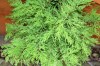 3734?width=100&height=80&name=cupressus-