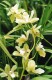 3736?width=100&height=80&name=cymbidium-