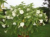 3740?width=100&height=80&name=datura-alb