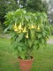 3741?width=100&height=80&name=datura-aur