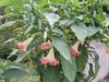 3742?width=100&height=80&name=datura-ros