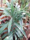 3743?width=100&height=80&name=dracaena-d