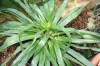 3745?width=100&height=80&name=dracaena-d