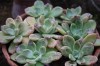 3747?width=100&height=80&name=echeveria-