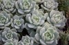 3748?width=100&height=80&name=echeveria-