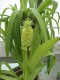 3752?width=100&height=80&name=eucomis-co