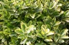 3753?width=100&height=80&name=euonymus-j