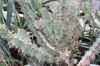 3754?width=100&height=80&name=euphorbia-