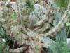 3755?width=100&height=80&name=euphorbia-