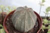 3756?width=100&height=80&name=euphorbia-