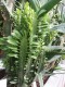 3757?width=100&height=80&name=euphorbia-