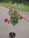 3774?width=100&height=80&name=hibiscus-r