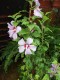 3775?width=100&height=80&name=hibiscus-s