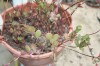 3781?width=100&height=80&name=kalanchoe-