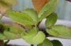 3782?width=100&height=80&name=kalanchoe-