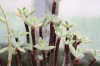 3783?width=100&height=80&name=kalanchoe-