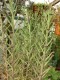 3784?width=100&height=80&name=kalanchoe-