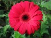 37?width=100&height=80&name=gerbera-jame